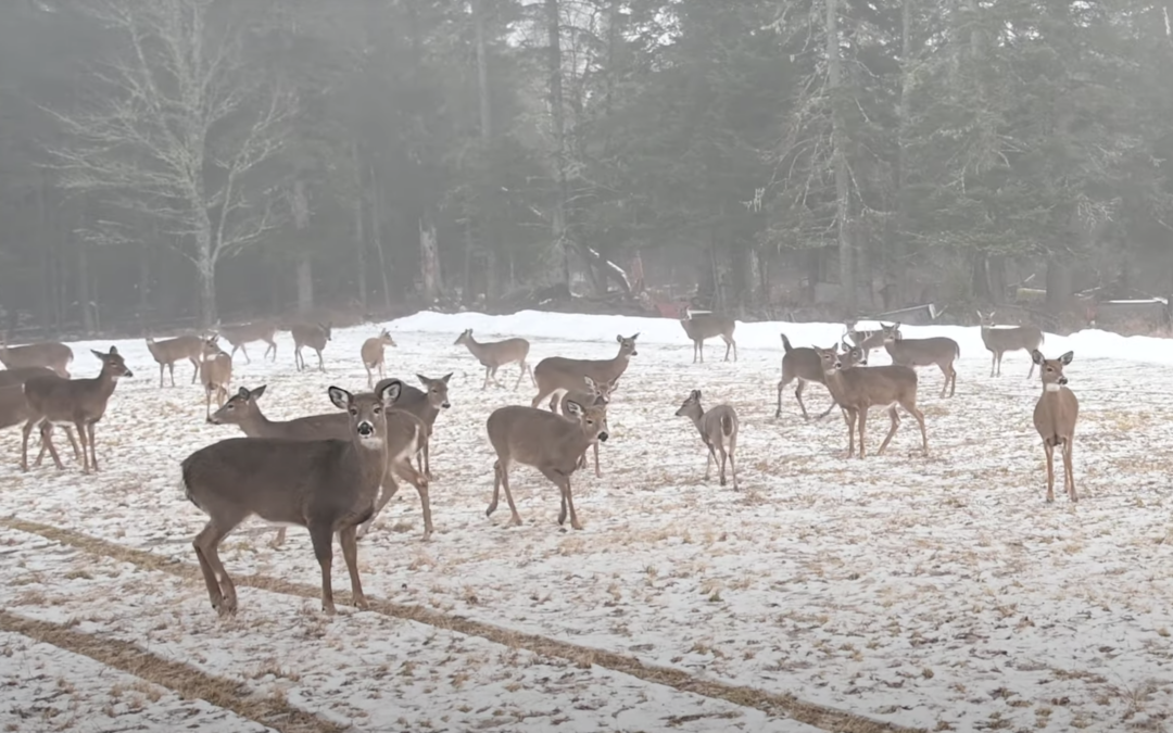Many deer in a field during winter