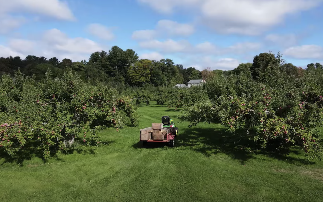 Apple orchard in the sun with tractor