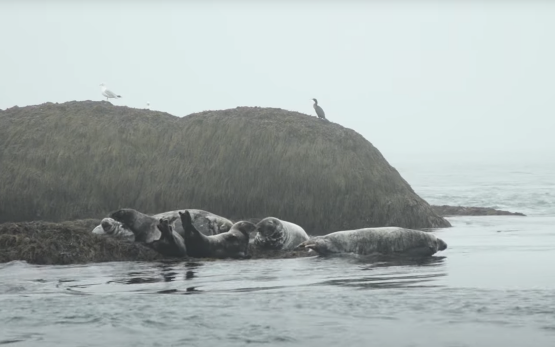 Seals lounging on a rock in a foggy bay