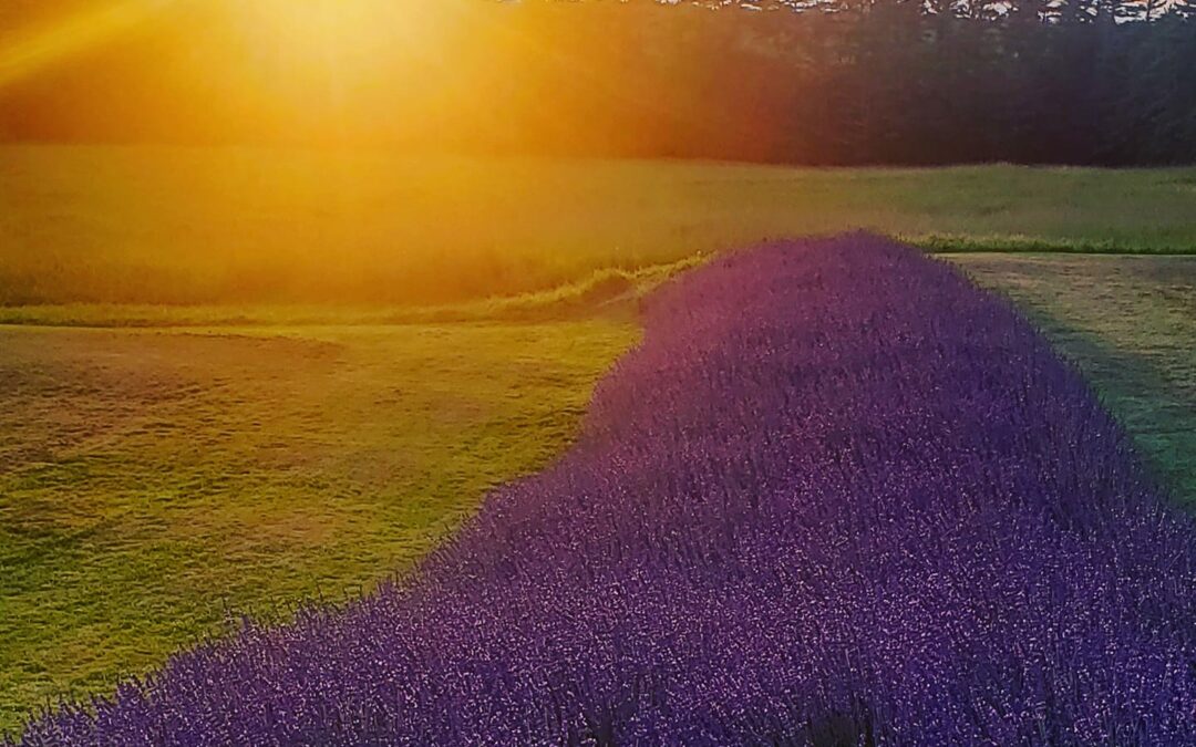 Sunsetting over a lavender field.