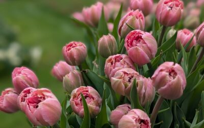 Blooming with Love: A Mother’s Day Visit to Ferris Farm